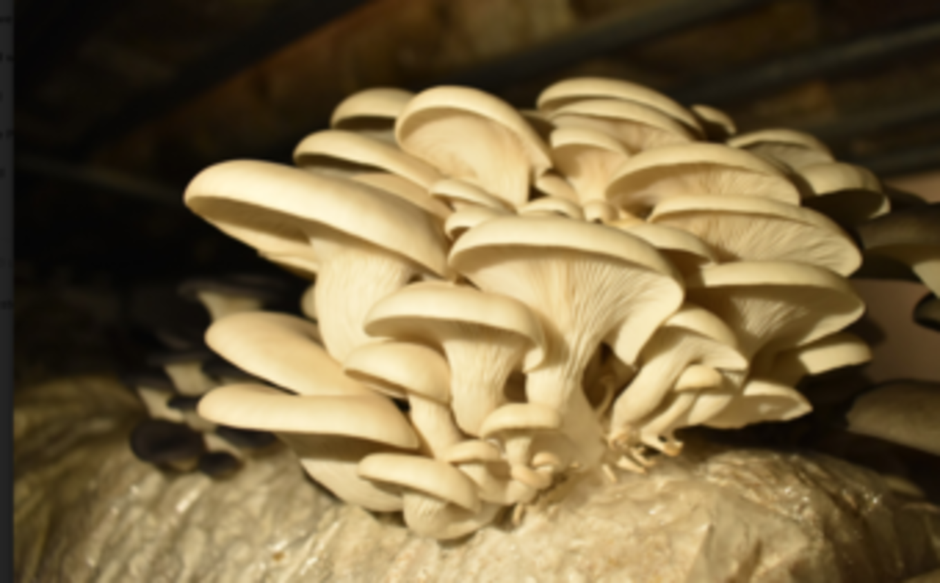 Home Mushroom Growing From Start To Finish Workshop ...